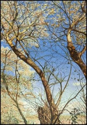 Witte abelen in de duinen van Egmond, Gezien van de Riet