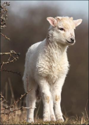 Drents heideschaap, Dick Vermeij, Natuurmonumenten