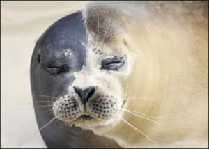 Gewone zeehond met half droge en natte vacht, Arnout de Vries, Zeehondencentrum Pieterburen