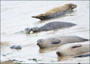 Gewone zeehonden met jongen, Beatriz Rapado & Margarita Mendez, Zeehondencentrum Pieterburen