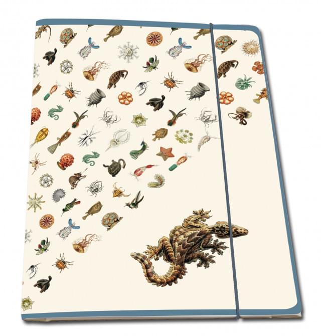 Buy Portfolio folder: Art Forms of Nature, Ernst Haeckel, Teylers Museum