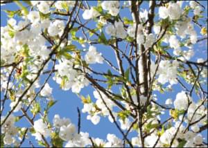 Japanse sierkers Prunus serrulata 'Shirotae', Modeste Herwig