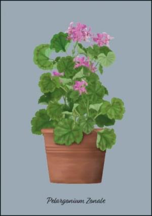 Pelargonium Zonale, Kelly van Koppenhagen, Hortus Botanicus Amsterdam