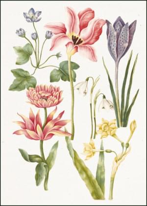 Flower Study, Nicolas Robert, The Fitzwilliam Museum