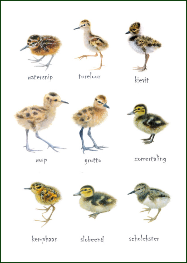 Weidevogels, Elwin van der Kolk, Vogelbescherming