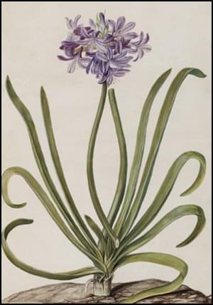 Agapanthus africanus, Jan Moninckx