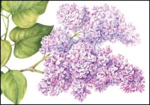 Syringa vulgaris, Anita Walsmit Sachs