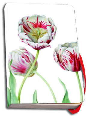 Tulipa 'Teyler', Anita Walsmit Sachs